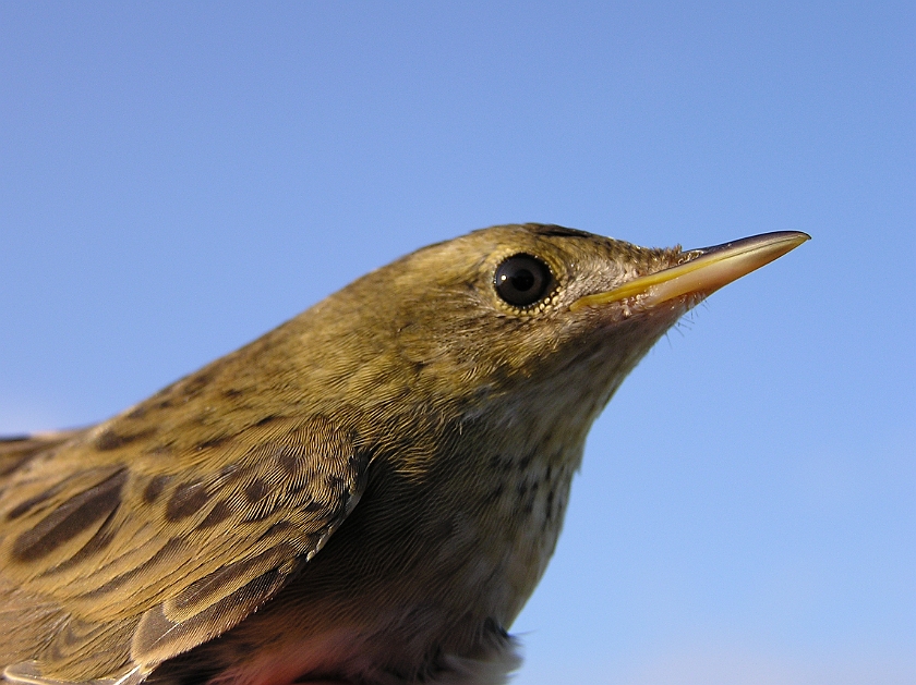 Common Grasshopper Warbler, Sundre 20080731